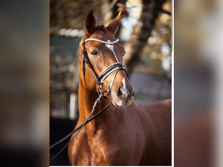Westphalian Gelding 4 years 16 hh Chestnut-Red in Gallspach