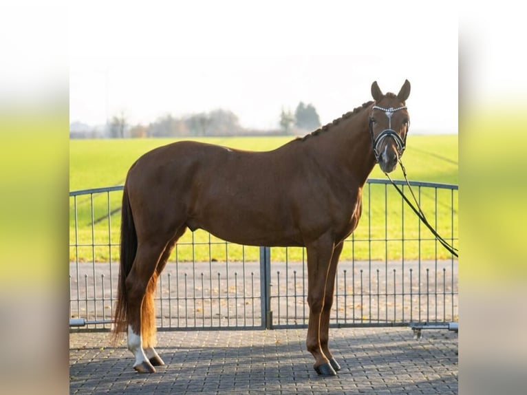 Westphalian Gelding 4 years 16 hh Chestnut-Red in Gallspach