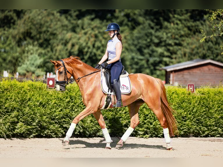 Westphalian Gelding 4 years 16 hh Chestnut-Red in Marl