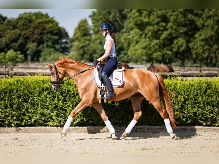 Westphalian Gelding 4 years 16 hh Chestnut-Red in Marl