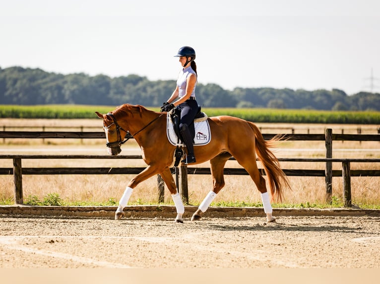 Westphalian Gelding 4 years 16 hh Chestnut-Red in Marl