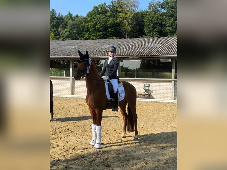 Westphalian Gelding 4 years 16 hh Chestnut-Red in Mettmann
