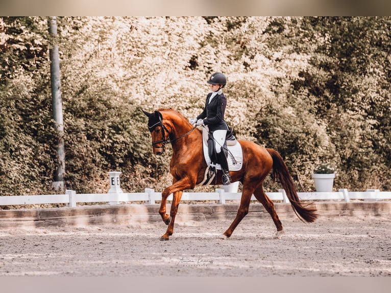 Westphalian Gelding 4 years 16 hh Chestnut-Red in Mettmann