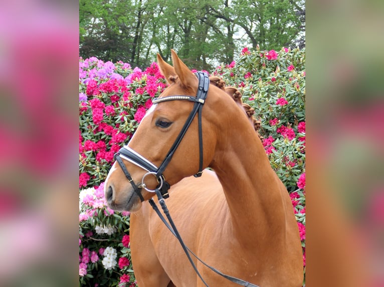 Westphalian Gelding 4 years 16 hh Chestnut-Red in Cappeln (Oldenburg)