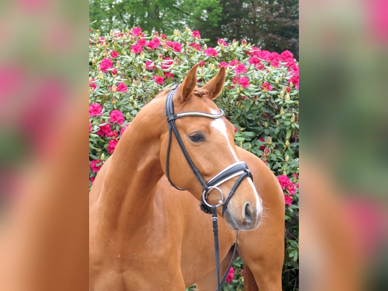 Westphalian Gelding 4 years 16 hh Chestnut-Red in Cappeln (Oldenburg)