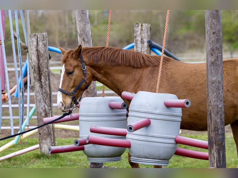 Westphalian Gelding 4 years 16 hh Chestnut-Red in Nienhagen