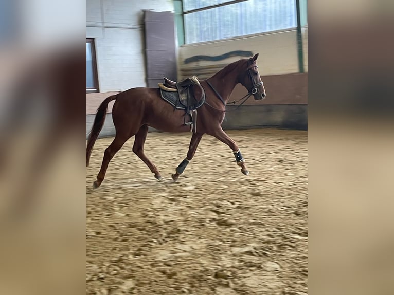 Westphalian Gelding 4 years 16 hh Chestnut-Red in Versmold