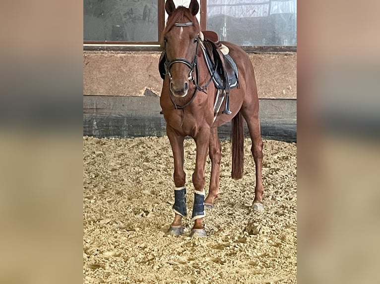 Westphalian Gelding 4 years 16 hh Chestnut-Red in Versmold