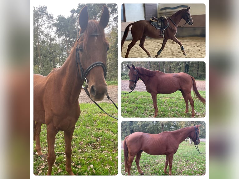 Westphalian Gelding 4 years 16 hh Chestnut-Red in Versmold