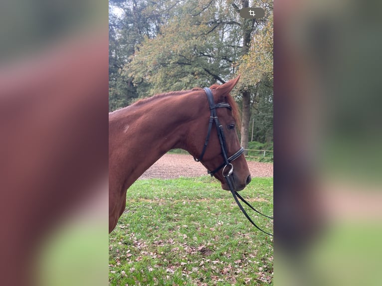 Westphalian Gelding 4 years 16 hh Chestnut-Red in Versmold