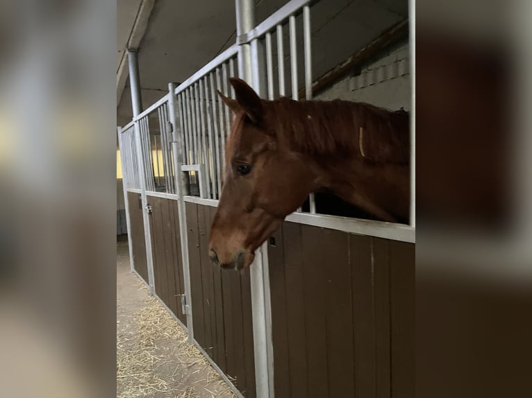 Westphalian Gelding 4 years 16 hh Chestnut-Red in Versmold