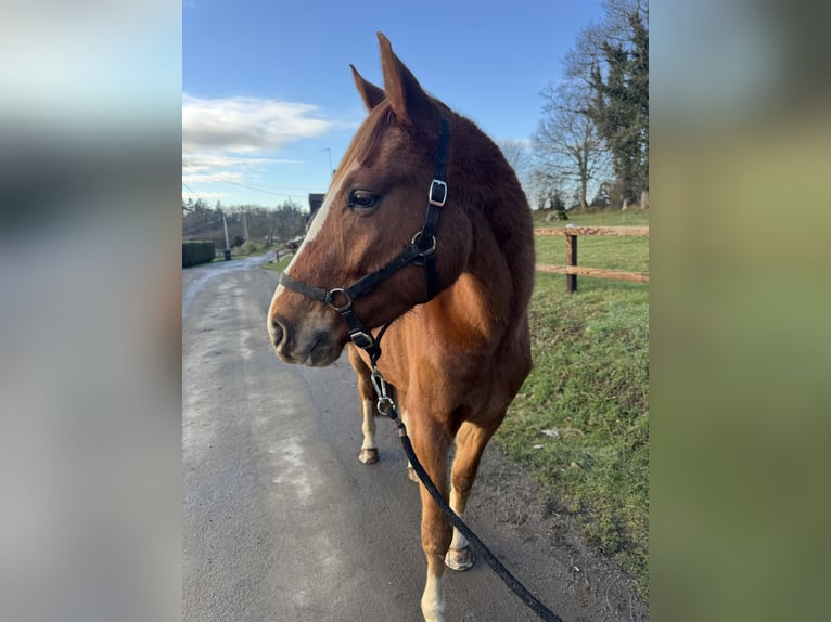 Westphalian Gelding 4 years 16 hh Chestnut-Red in Saint Georges de Reintembault