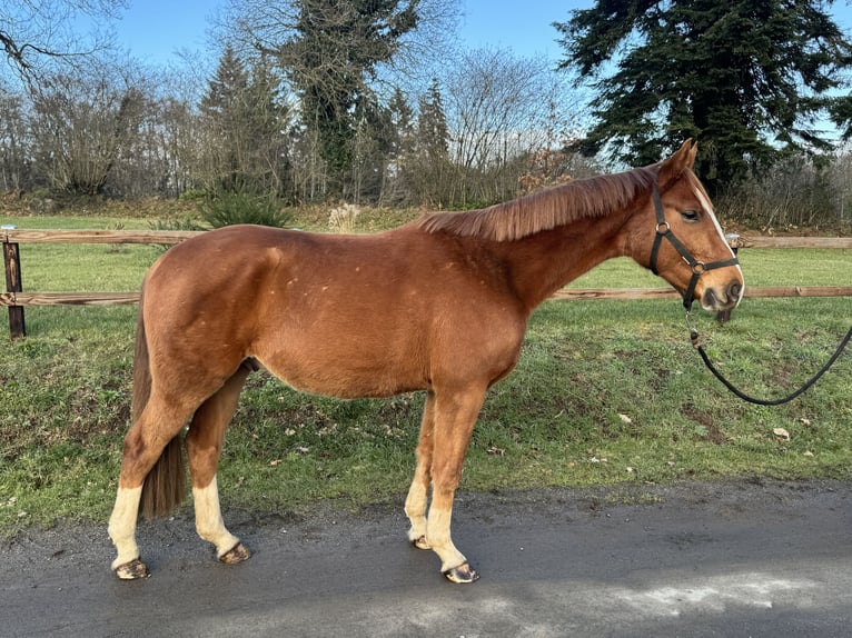Westphalian Gelding 4 years 16 hh Chestnut-Red in Saint Georges de Reintembault