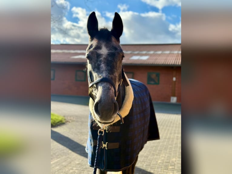 Westphalian Gelding 4 years 16 hh Grey-Dark-Tan in Hamm