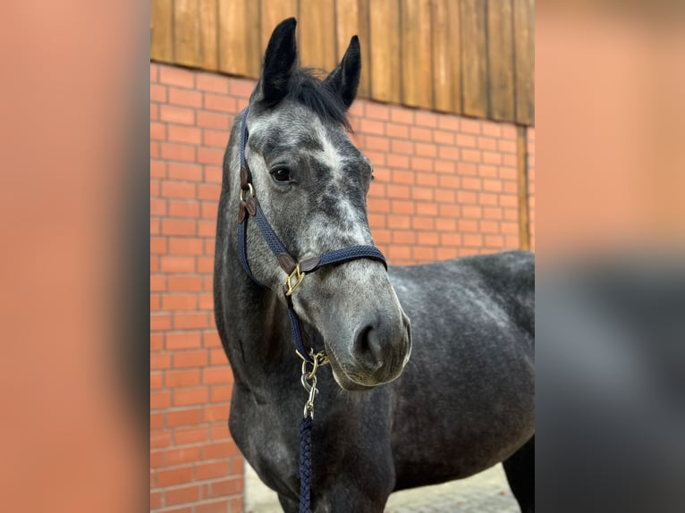 Westphalian Gelding 4 years 16 hh Grey-Dark-Tan in Hamm