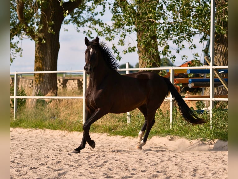 Westphalian Gelding 4 years 16 hh Smoky-Black in Hille