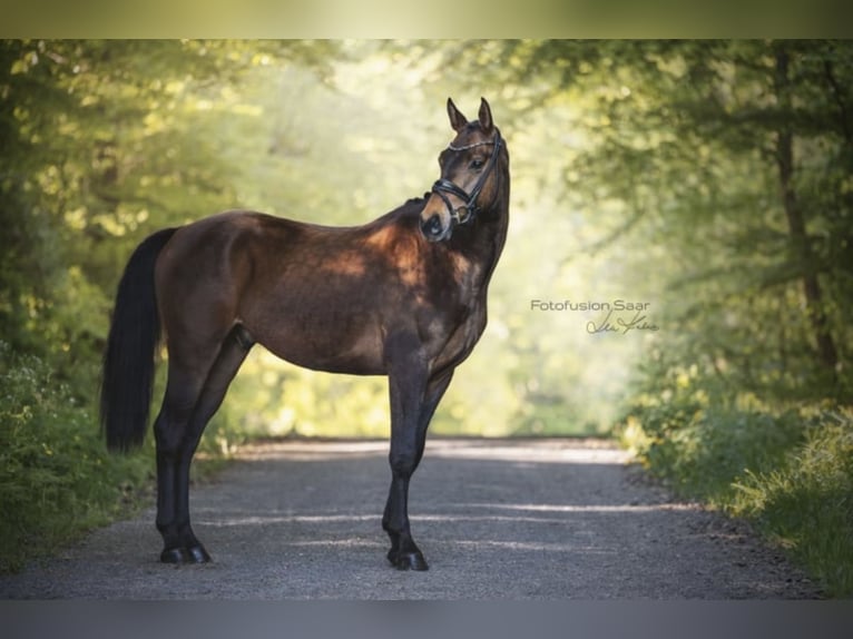 Westphalian Gelding 4 years 16,1 hh Bay-Dark in Perl