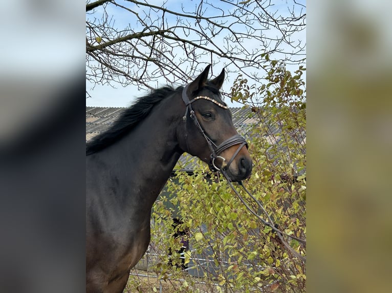 Westphalian Gelding 4 years 16,1 hh Bay-Dark in Overath