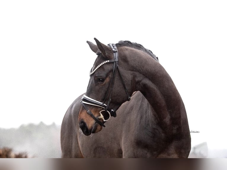 Westphalian Gelding 4 years 16,1 hh Bay-Dark in Lehrberg