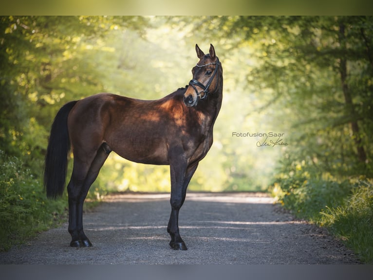 Westphalian Gelding 4 years 16,1 hh Bay-Dark in Perl