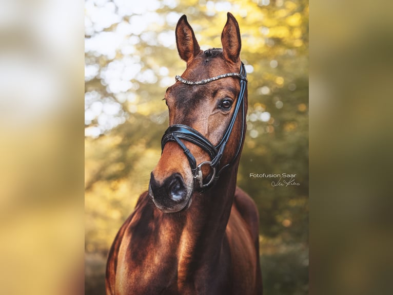 Westphalian Gelding 4 years 16,1 hh Bay-Dark in Perl