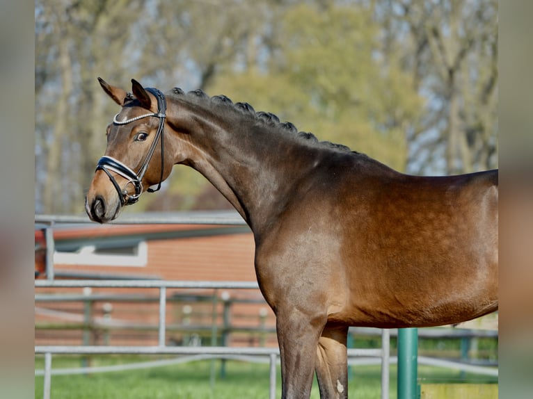 Westphalian Gelding 4 years 16,1 hh Bay-Dark in Vechta