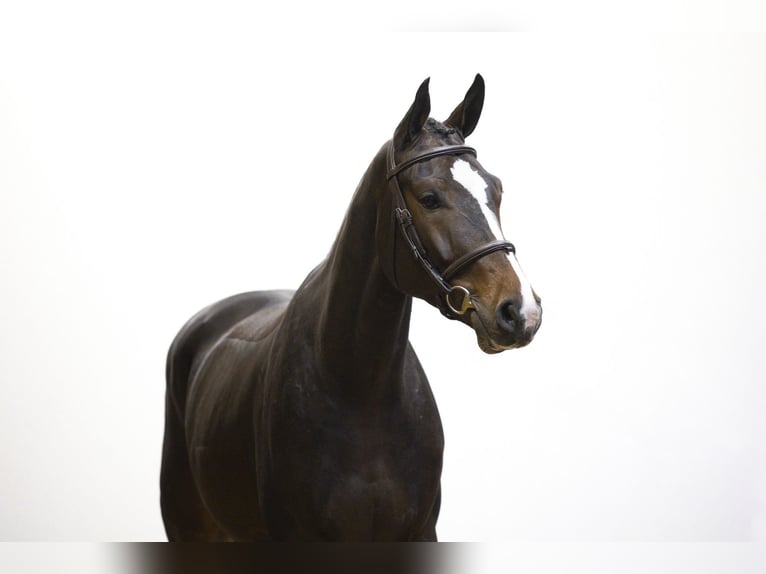 Westphalian Gelding 4 years 16,1 hh Bay-Dark in Waddinxveen Westphalian Gelding 4 years 16,1 hh Bay-Dark in Waddinxveen