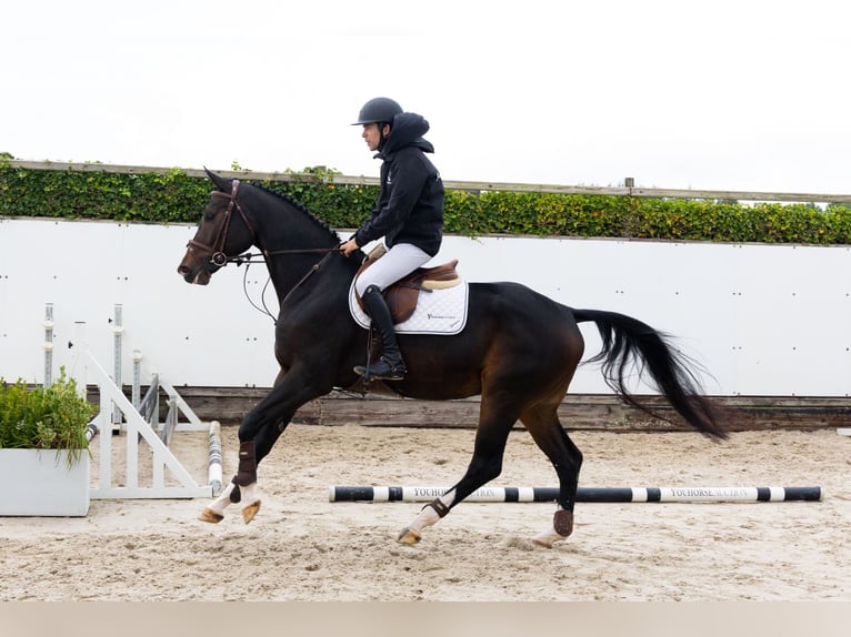 Westphalian Gelding 4 years 16,1 hh Bay-Dark in Waddinxveen Westphalian Gelding 4 years 16,1 hh Bay-Dark in Waddinxveen