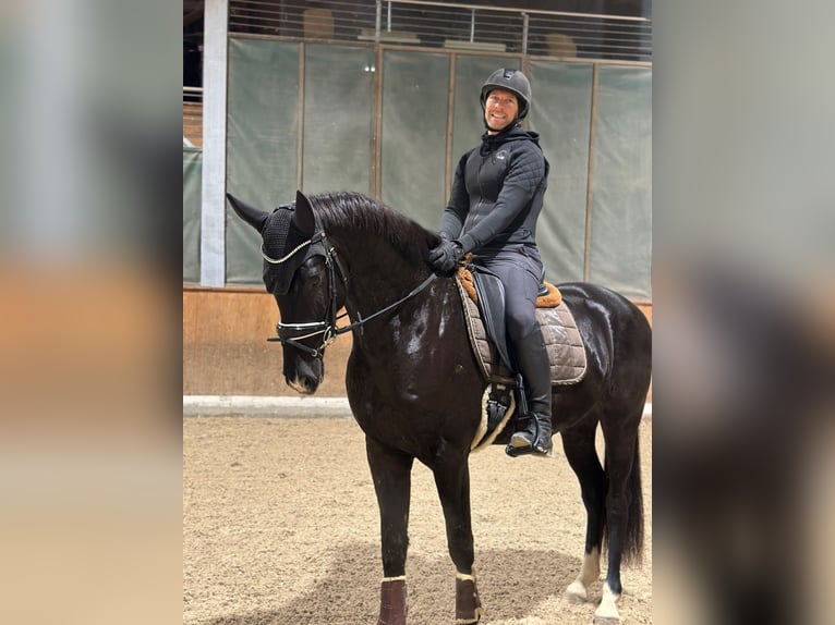 Westphalian Gelding 4 years 16,1 hh Black in Luterbach