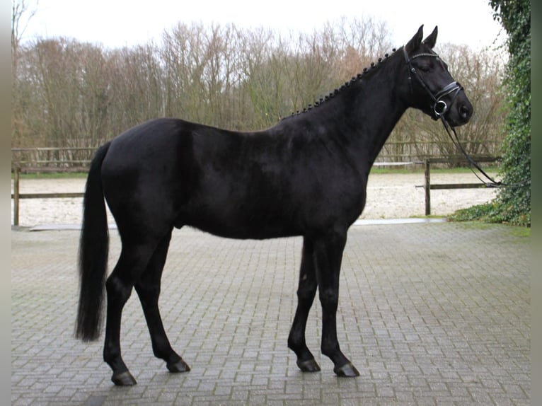 Westphalian Gelding 4 years 16,1 hh Black in Gronau (Westfalen)