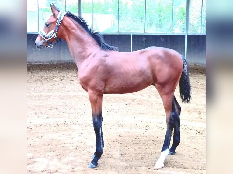 Westphalian Gelding 4 years 16,1 hh Brown in Gevelsberg