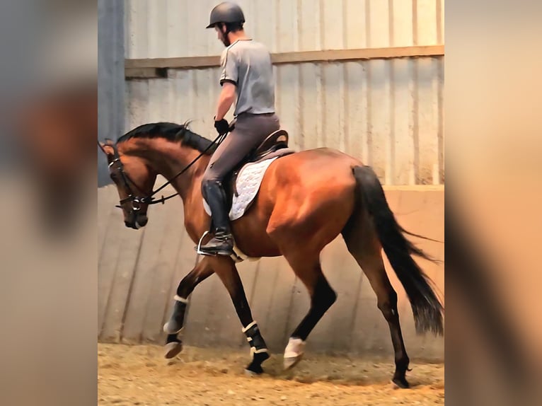 Westphalian Gelding 4 years 16,1 hh Brown in Gevelsberg