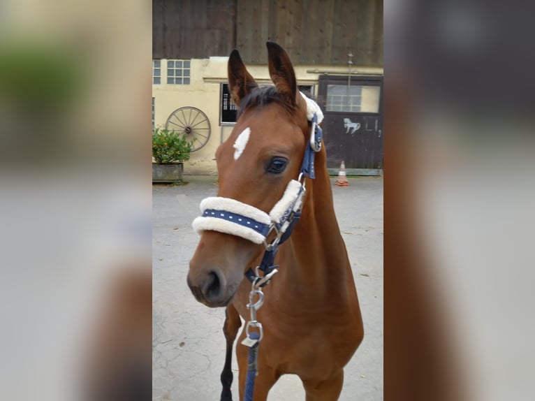 Westphalian Gelding 4 years 16,1 hh Brown in Gevelsberg