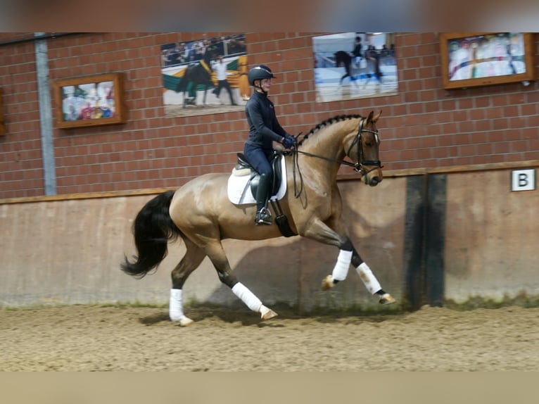 Westphalian Gelding 4 years 16,1 hh Brown in Paderborn