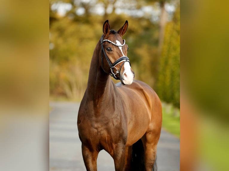 Westphalian Gelding 4 years 16,1 hh Brown in Steinfurt