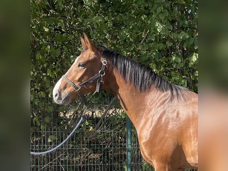 Westphalian Gelding 4 years 16,1 hh Brown in Verl
