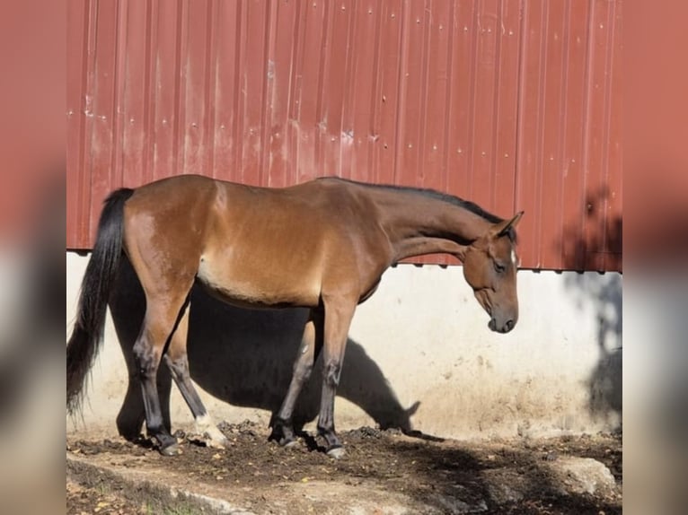 Westphalian Gelding 4 years 16,1 hh Brown in Gummersbach
