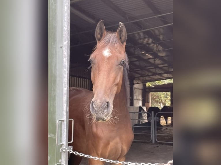 Westphalian Gelding 4 years 16,1 hh Brown in Gummersbach