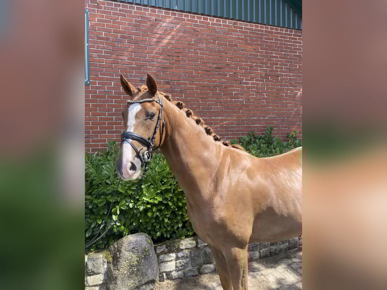 Westphalian Gelding 4 years 16,1 hh Chestnut in Minden