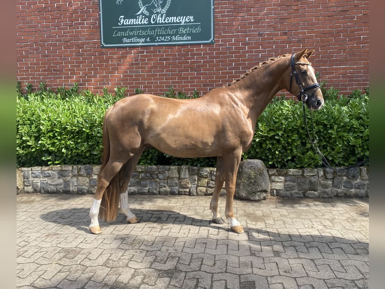 Westphalian Gelding 4 years 16,1 hh Chestnut in Minden