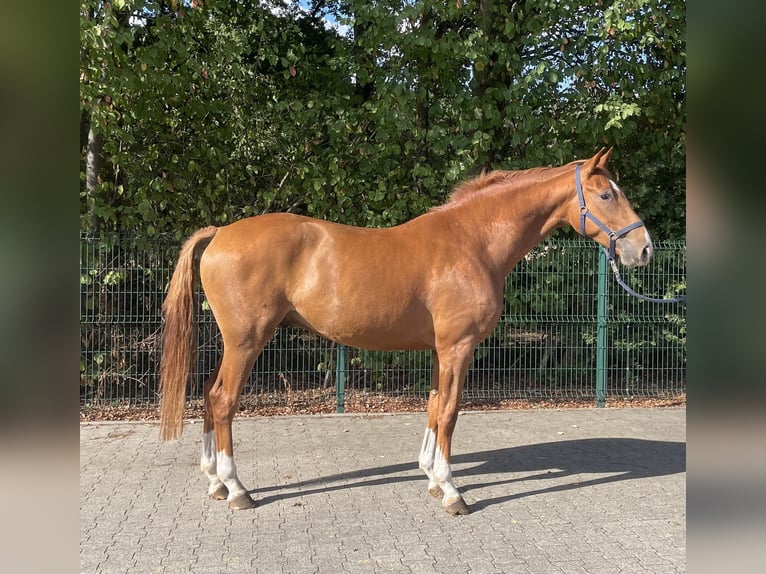 Westphalian Gelding 4 years 16,1 hh Chestnut in Verl