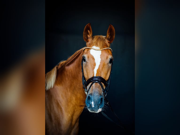 Westphalian Gelding 4 years 16,1 hh Chestnut-Red in Büren Westphalian Gelding 4 years 16,1 hh Chestnut-Red in Büren