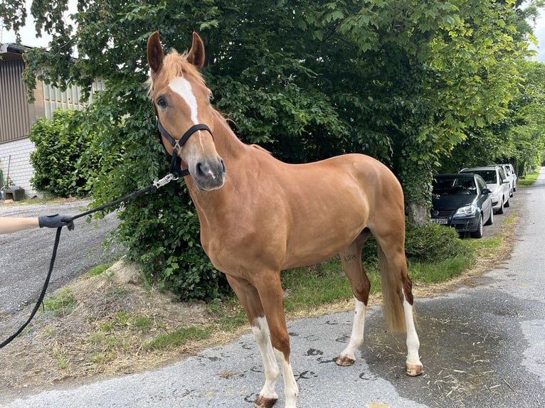Westphalian Gelding 4 years 16,1 hh Chestnut-Red in Büren Westphalian Gelding 4 years 16,1 hh Chestnut-Red in Büren