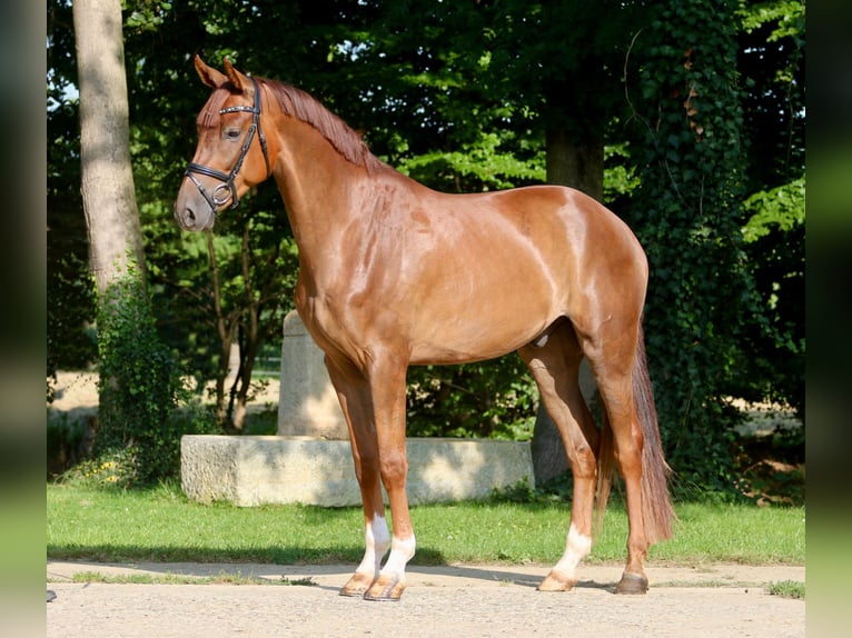 Westphalian Gelding 4 years 16,1 hh Chestnut-Red in H&#xF6;rstel