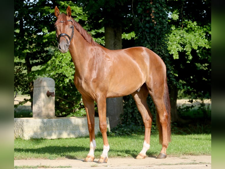 Westphalian Gelding 4 years 16,1 hh Chestnut-Red in H&#xF6;rstel