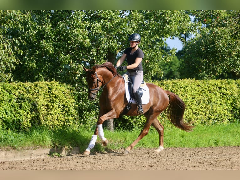 Westphalian Gelding 4 years 16,1 hh Chestnut-Red in H&#xF6;rstel