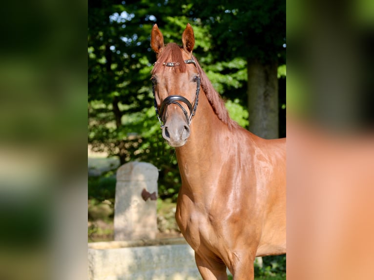 Westphalian Gelding 4 years 16,1 hh Chestnut-Red in H&#xF6;rstel