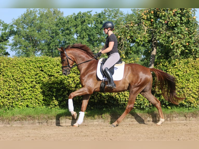Westphalian Gelding 4 years 16,1 hh Chestnut-Red in H&#xF6;rstel