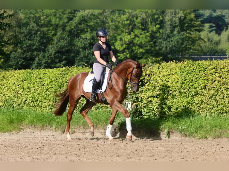 Westphalian Gelding 4 years 16,1 hh Chestnut-Red in H&#xF6;rstel