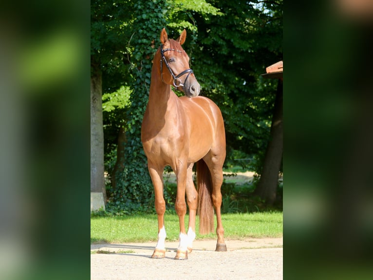 Westphalian Gelding 4 years 16,1 hh Chestnut-Red in H&#xF6;rstel